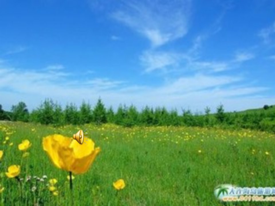 槐花几时开（晨曲）精品课件