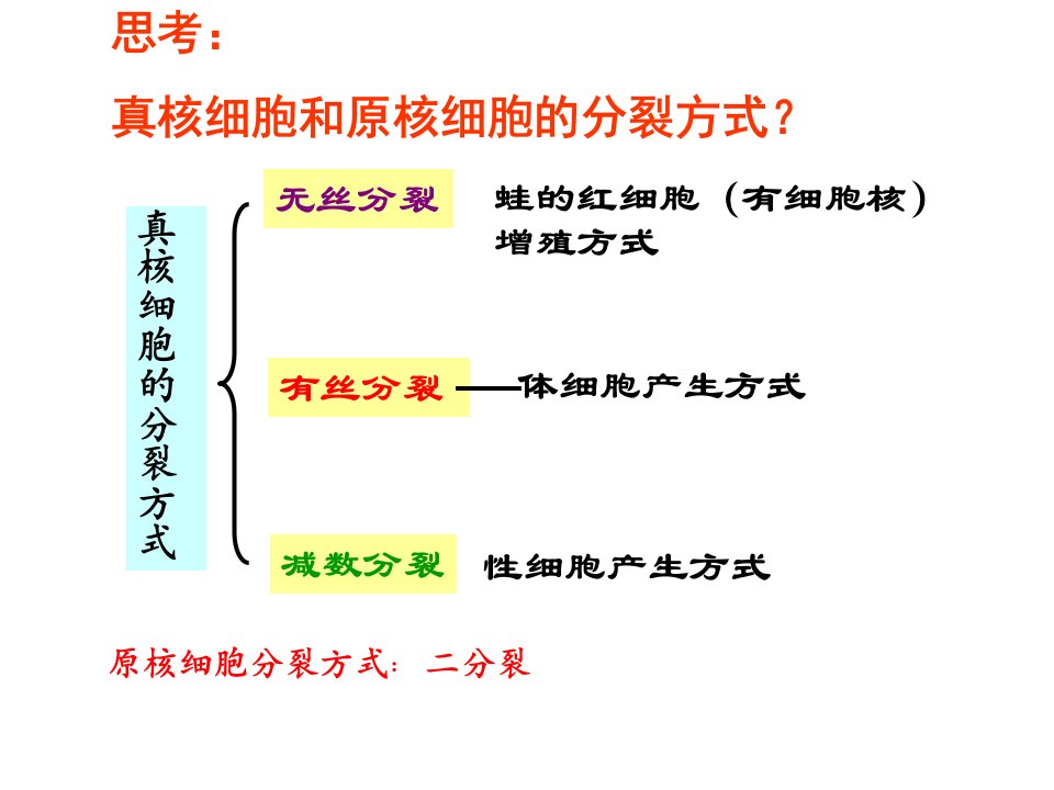 细胞分裂复习课1