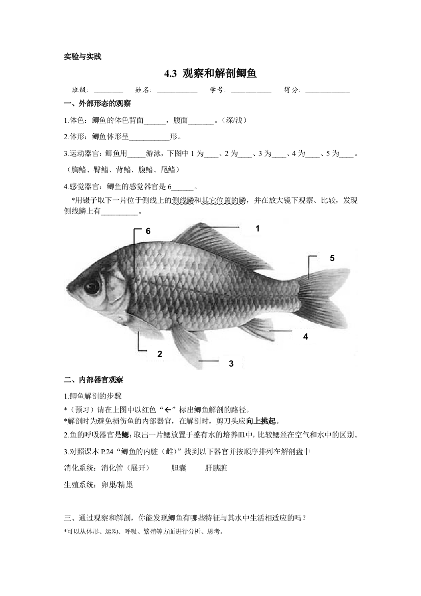 鲫鱼的观察和解剖活动单