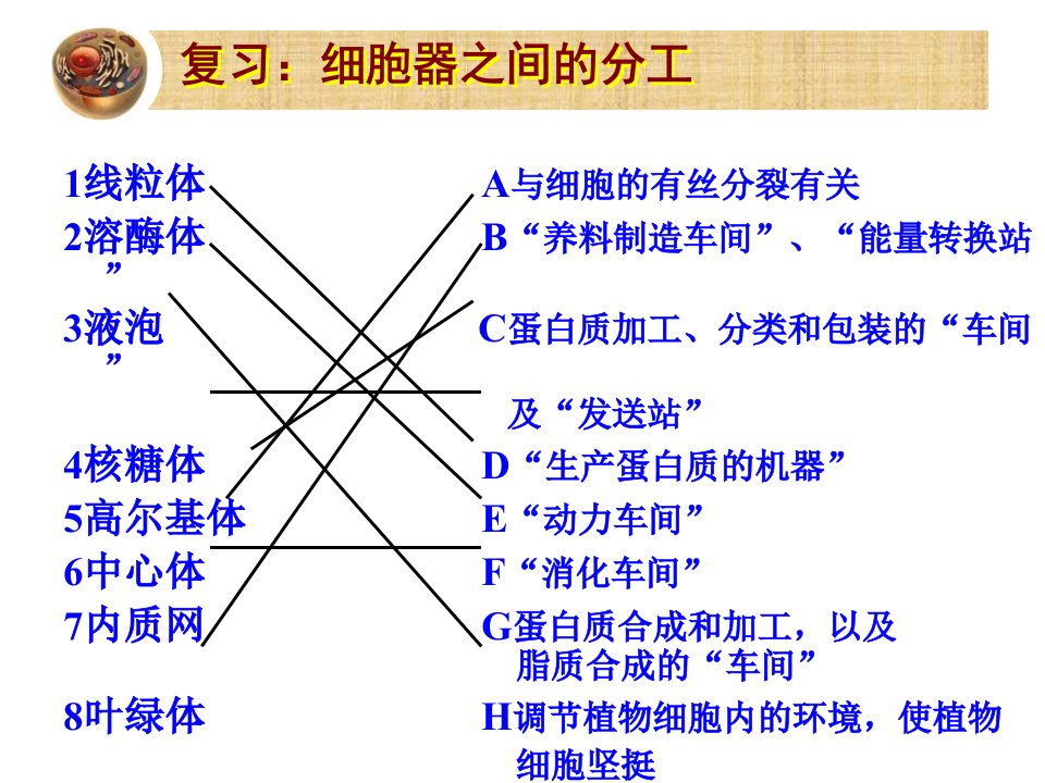 片段教学：分泌蛋白的合成和运输