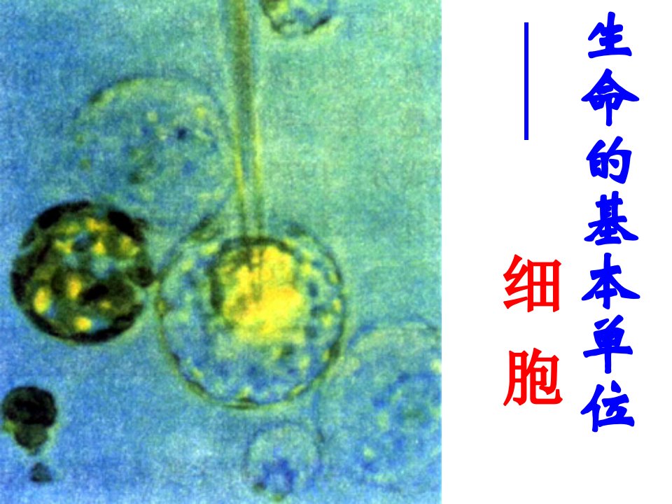 高一生物细胞膜的结构和功能