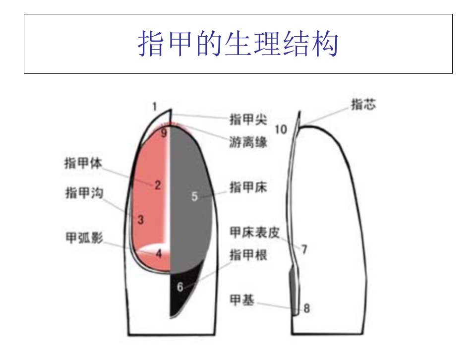 美甲步骤美甲知识ppt课件