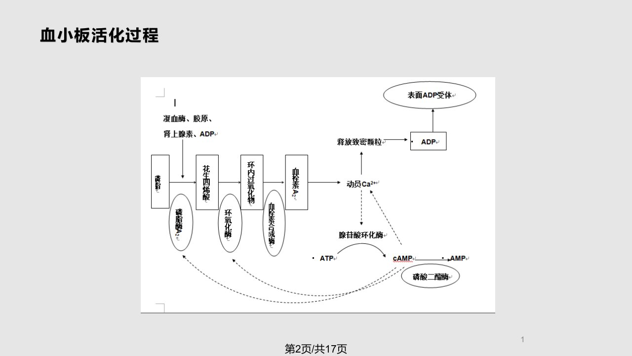 PCI相关抗血小板抗凝治疗