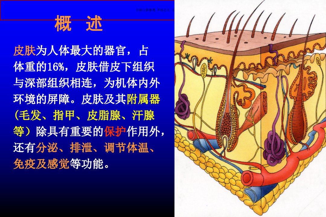 皮肤主题医学知识课件