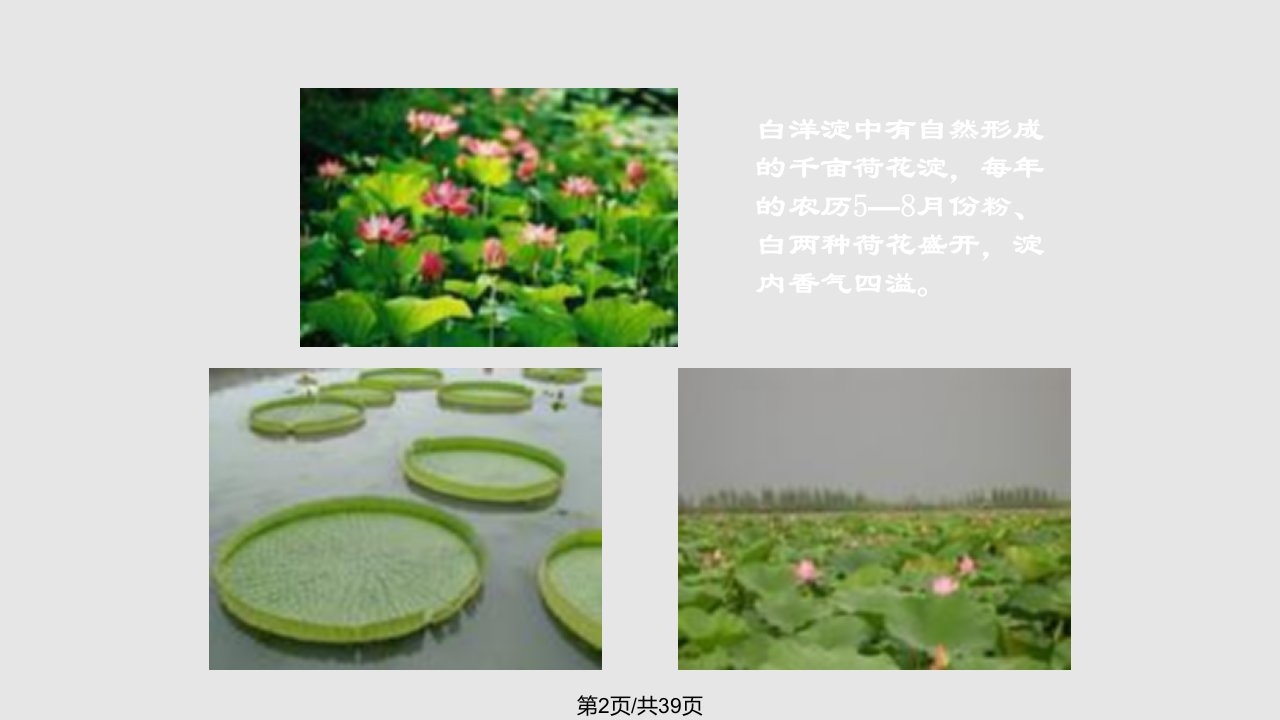 芦花荡教学4学习