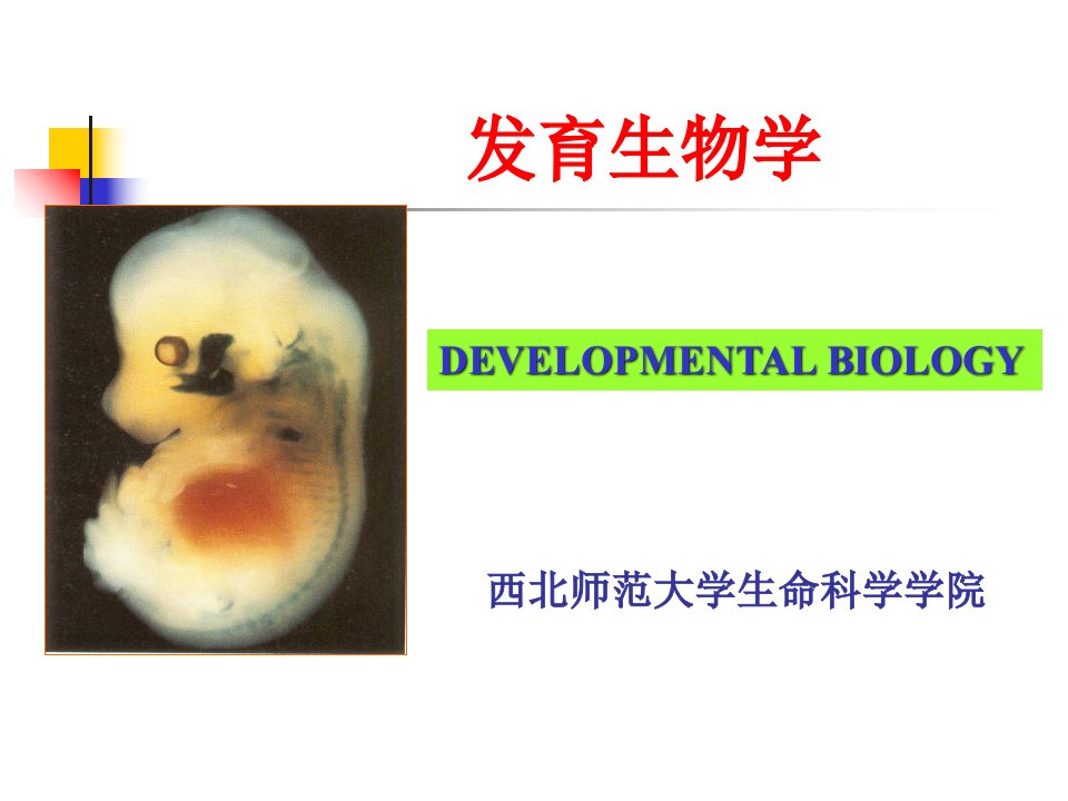 A-发育生物学绪论教学幻灯片