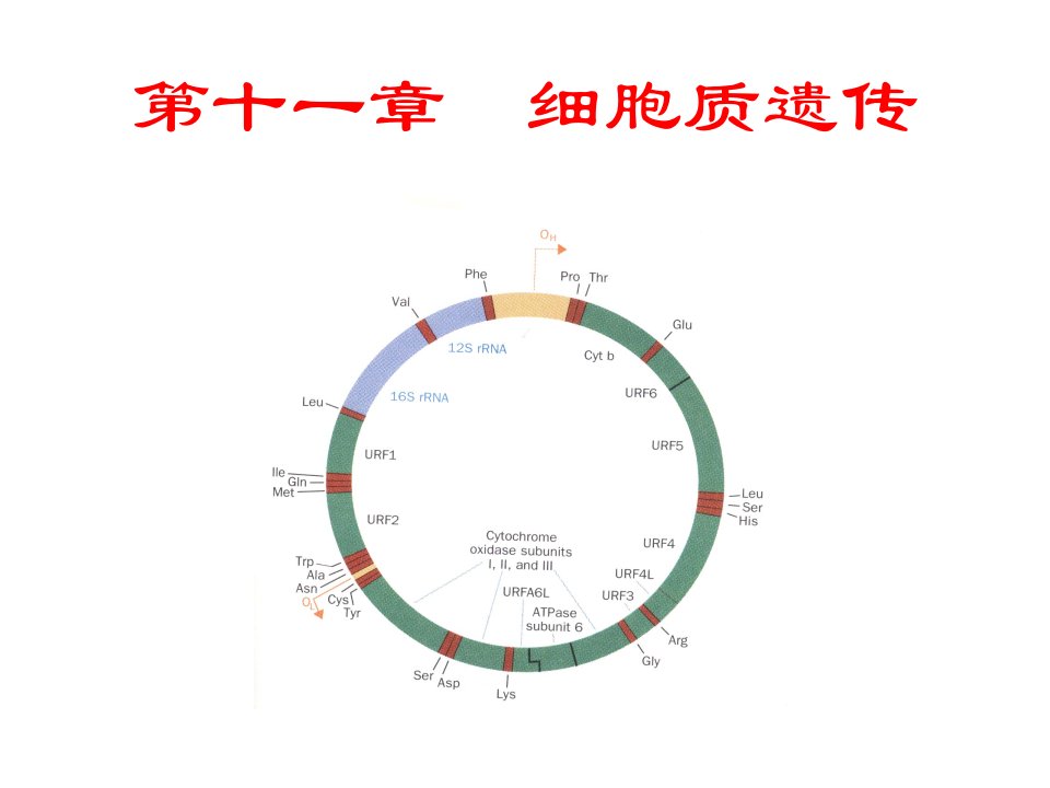 细胞质遗传教学