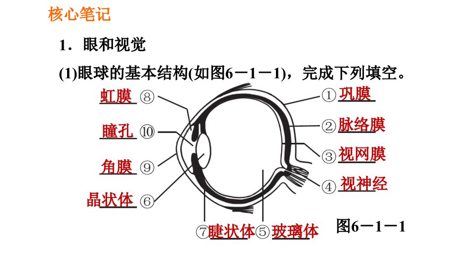 人教版七年级下册生物课件4.6.1人体对外界环境的感知