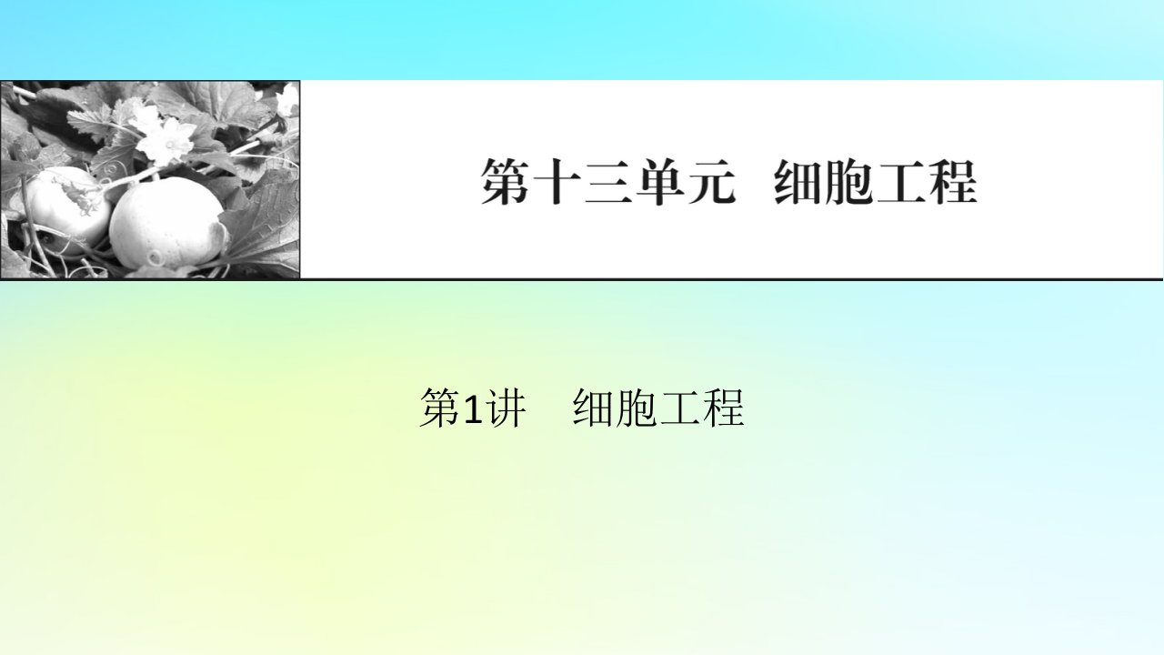 2024版高考生物一轮总复习第十三单元细胞工程第1讲细胞工程课件