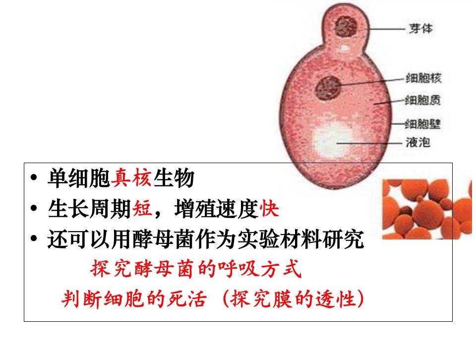 苏教酵母菌种群的动态变化