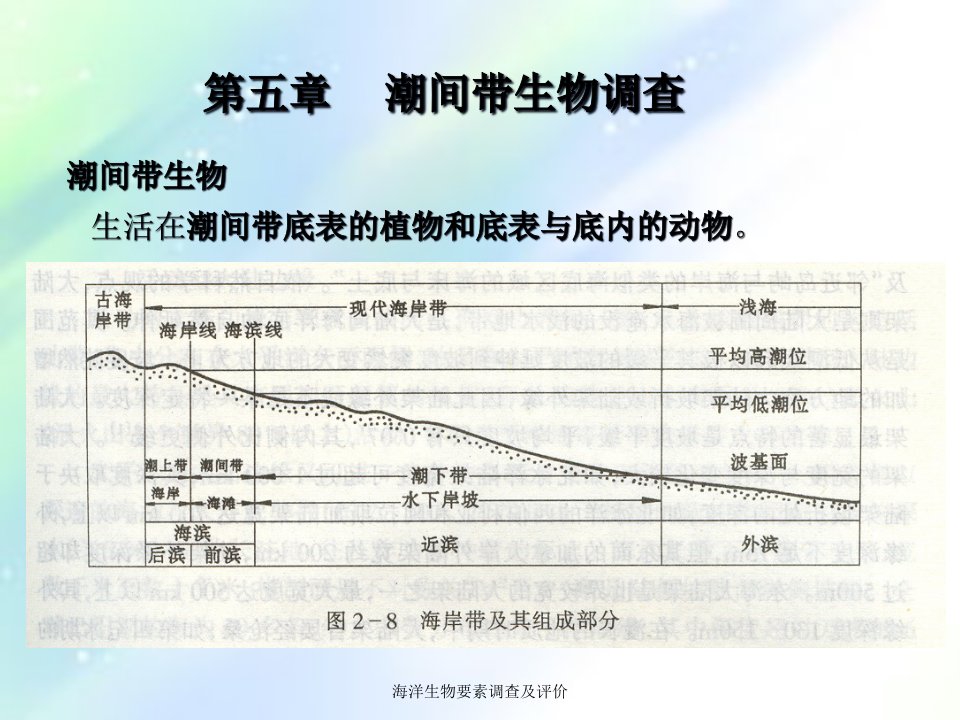 第五章-潮间带生物调查课件