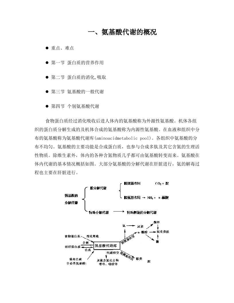 氨基酸的代谢