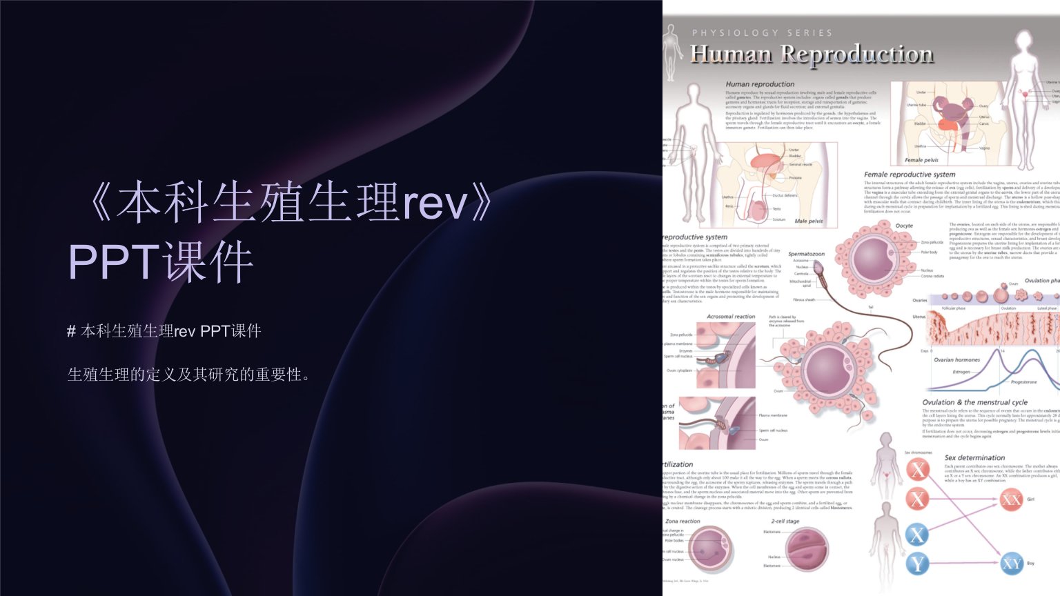 《本科生殖生理rev》课件