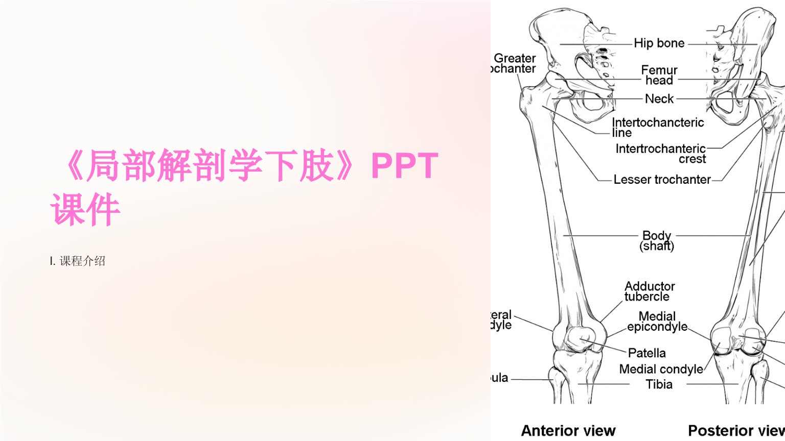 《局部解剖学下肢》课件