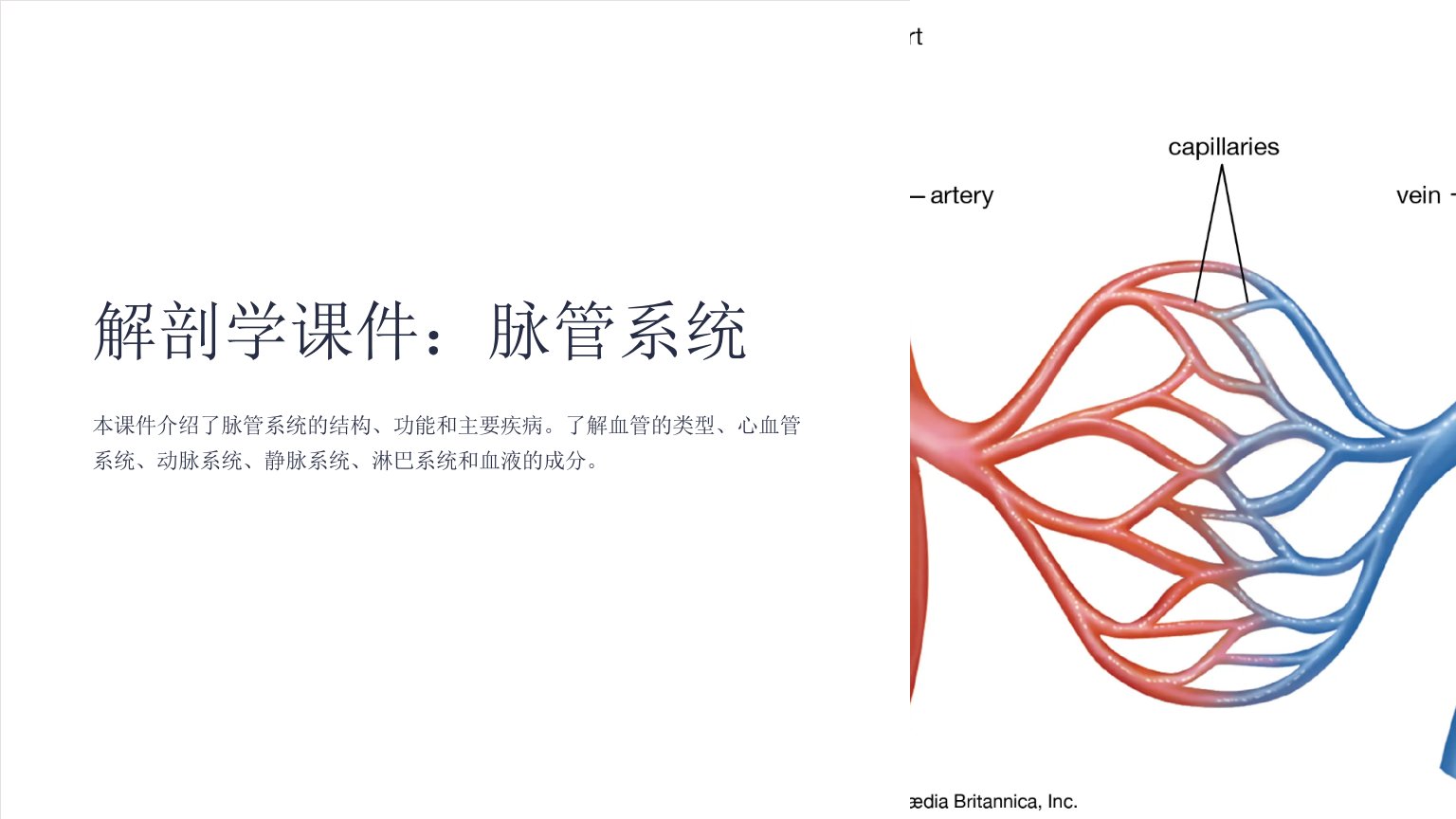 解剖学课件：脉管系统