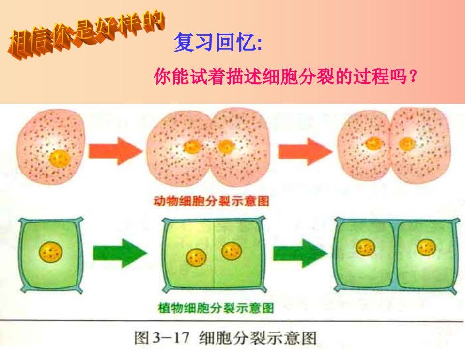 七年级生物上册