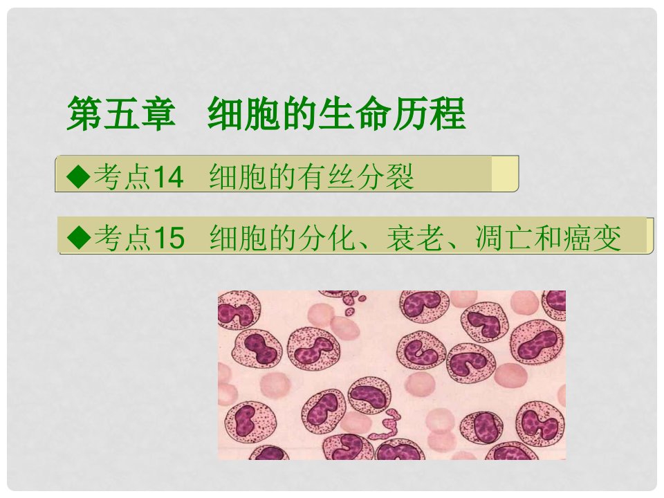 高考生物总复习