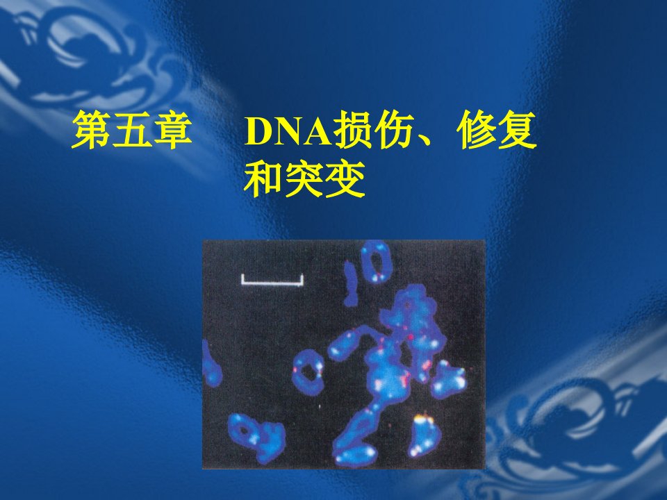 分子生物学5