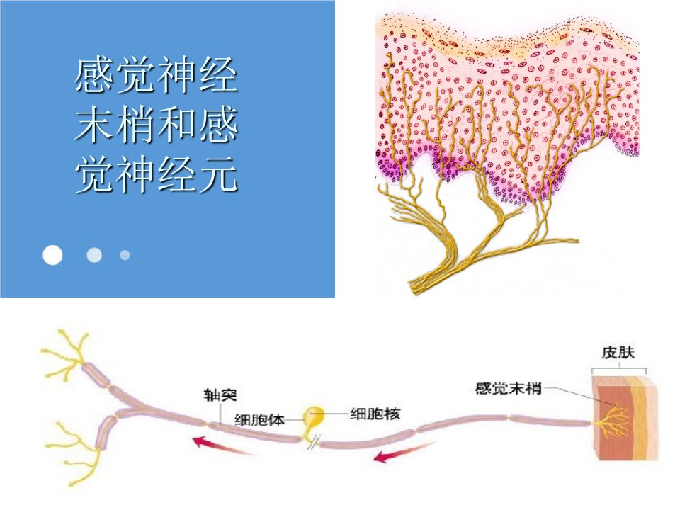 医疗行业-局部麻醉药1