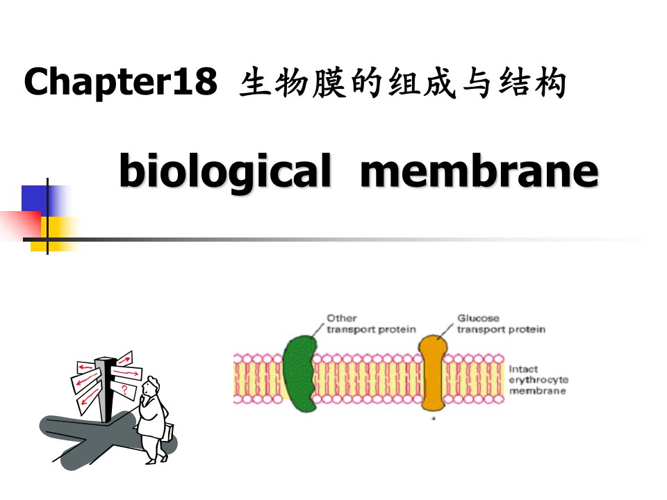 生物膜的组成和性质