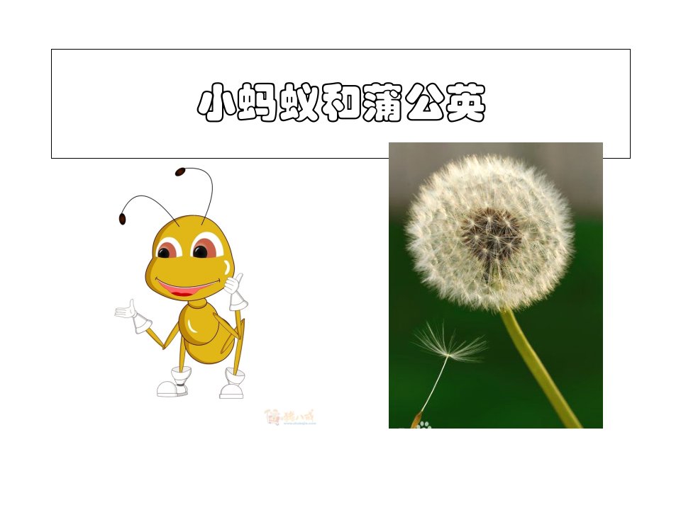 小蚂蚁和蒲公英(中班)