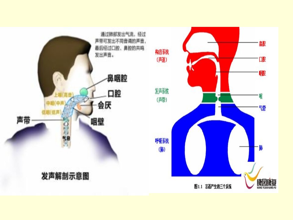 构音障碍与失语症的区别及联系ppt课件