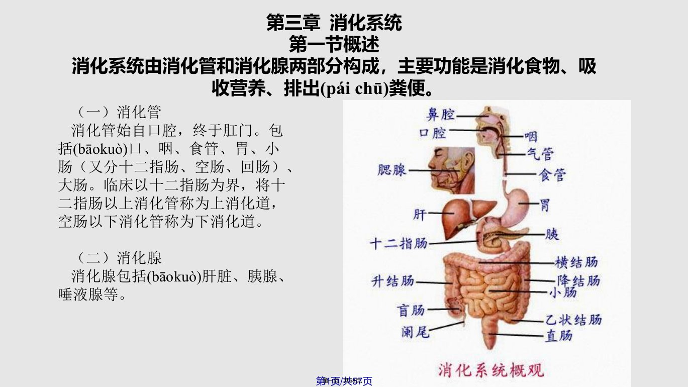 系统解剖学之消化系统学习教案