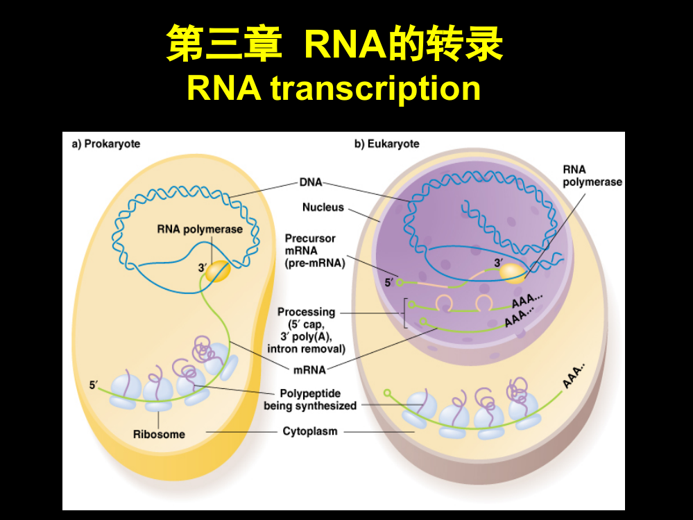 第三章-3.4RNA复制(延伸讲解)