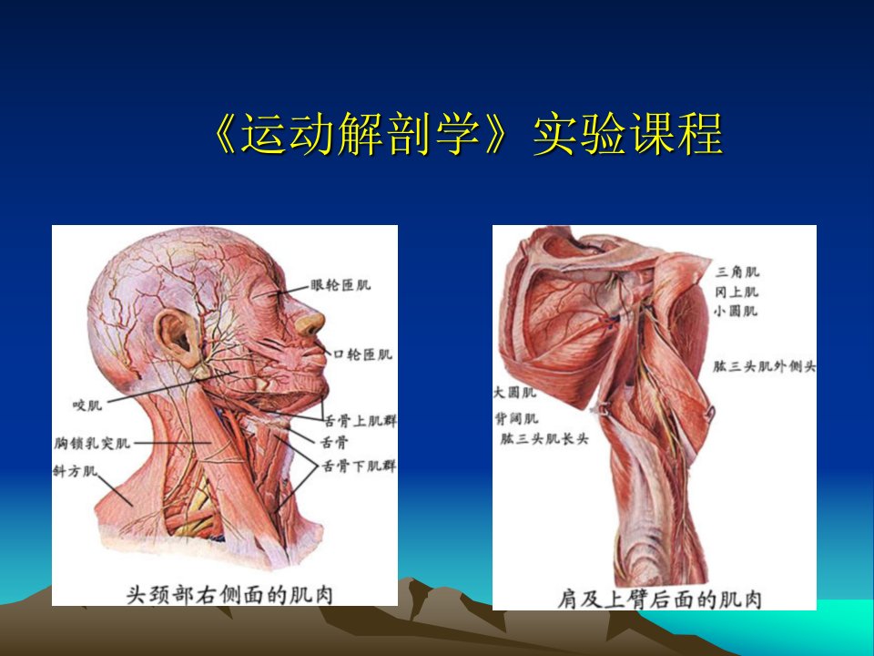 运动解剖学课程实验课