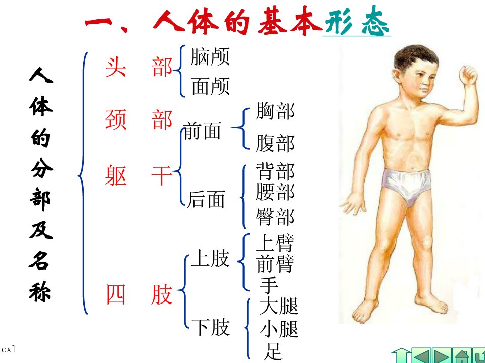 幼儿卫生保健-人体基本结构ppt课件