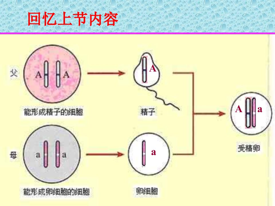 人教版高三生物课件基因的显性和隐性