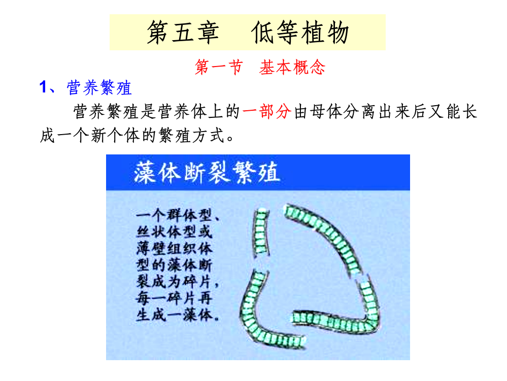 药用植物学完整——低等植物ppt课件