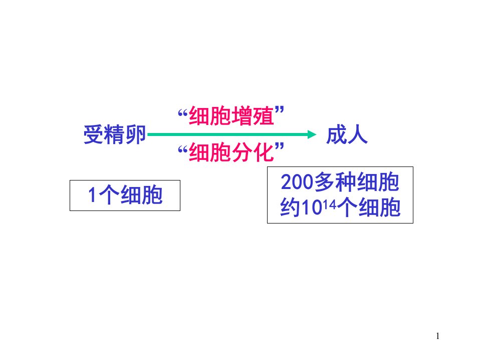 细胞增殖资料PPT课件