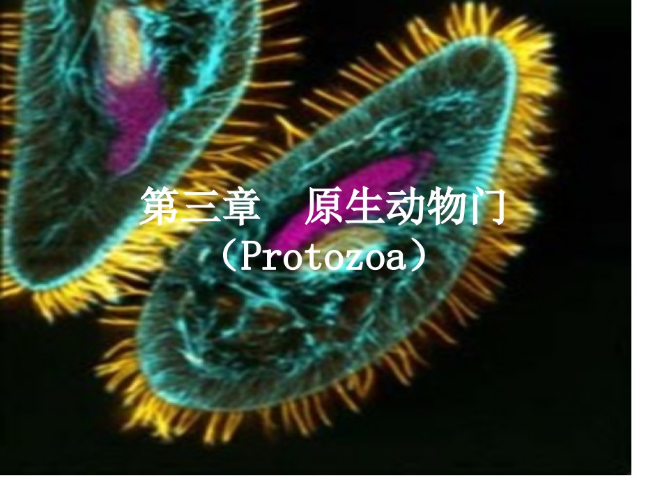 动物生物学原生动物门公开课获奖课件省赛课一等奖课件