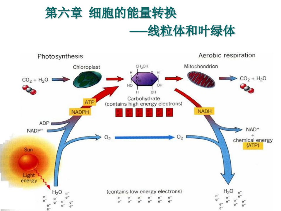 细胞6,线粒体和叶绿体-2010