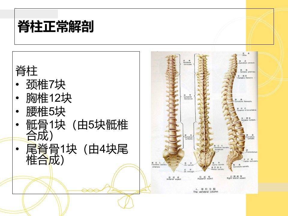 胎儿脊柱异常的超声诊断优质PPT课件