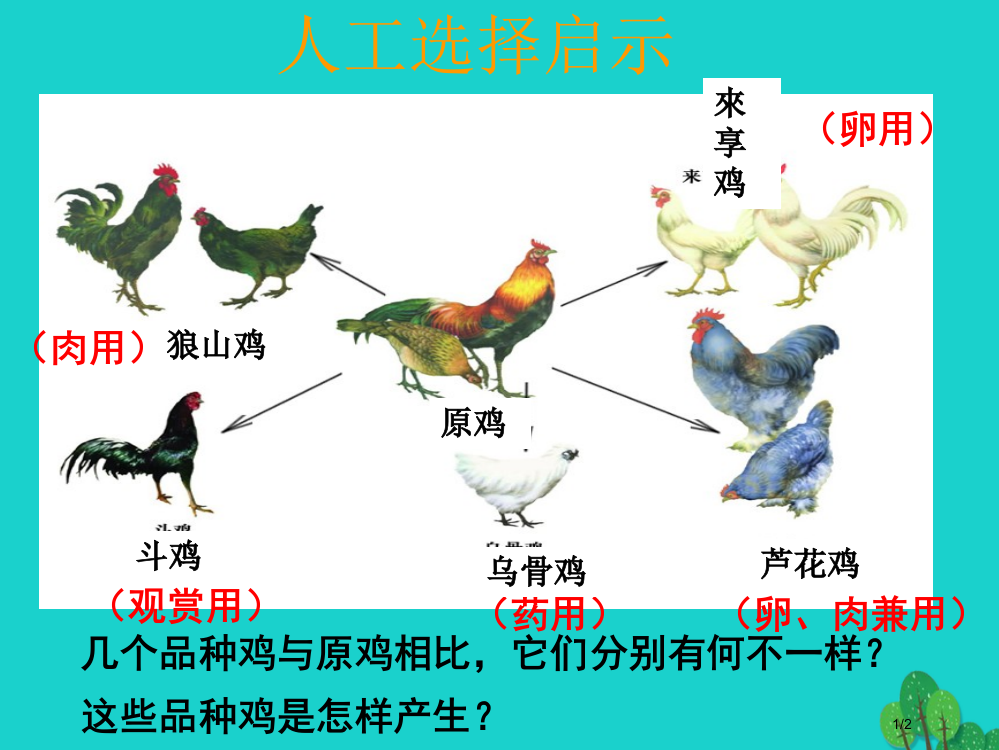 八年级生物上册第十二章第二节生物的进化原鸡和几个品种的鸡全国公开课一等奖百校联赛微课赛课特等奖PPT