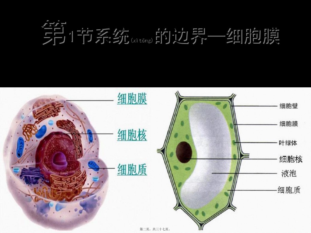 医学专题细胞膜公开课版本