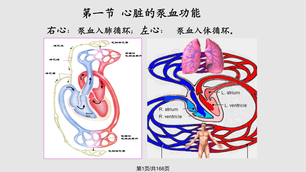 生理学课件血液循环ppt