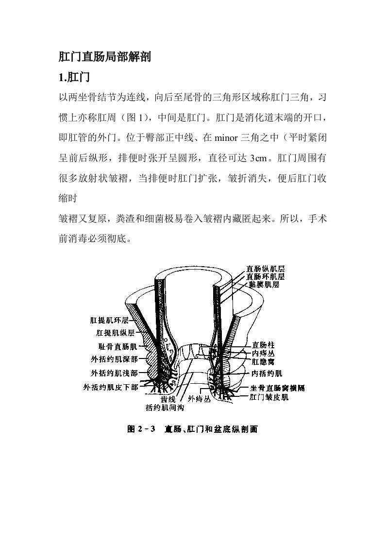 肛门直肠局部解剖