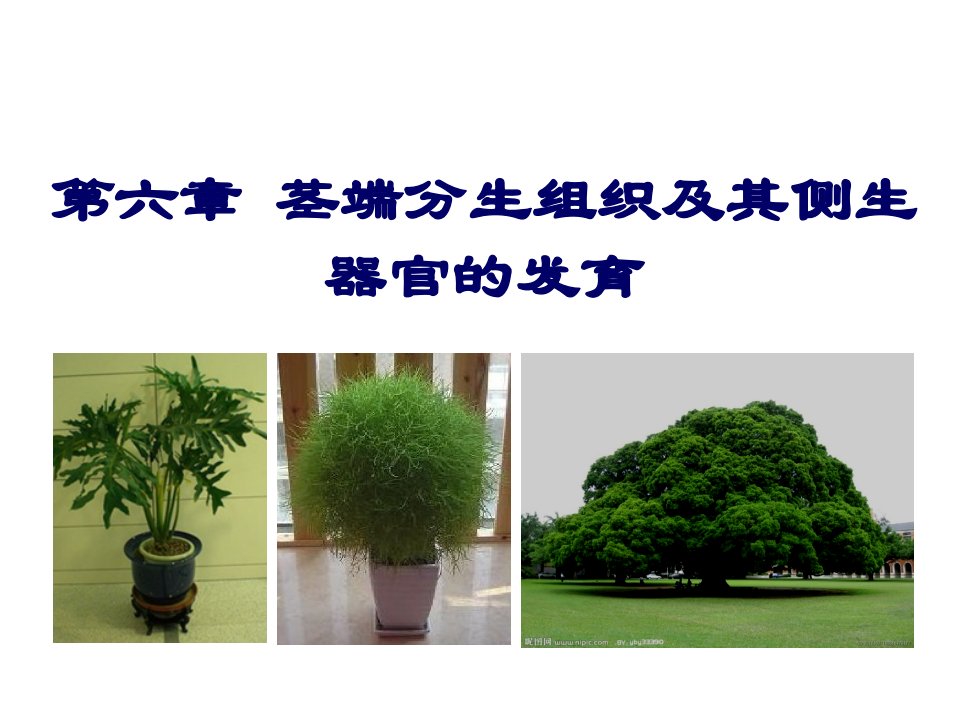 植物发育生物学6