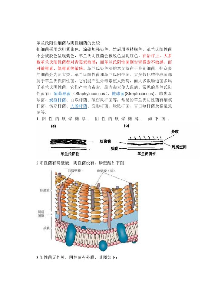 革兰氏阳性菌和革兰氏阴性菌的区别