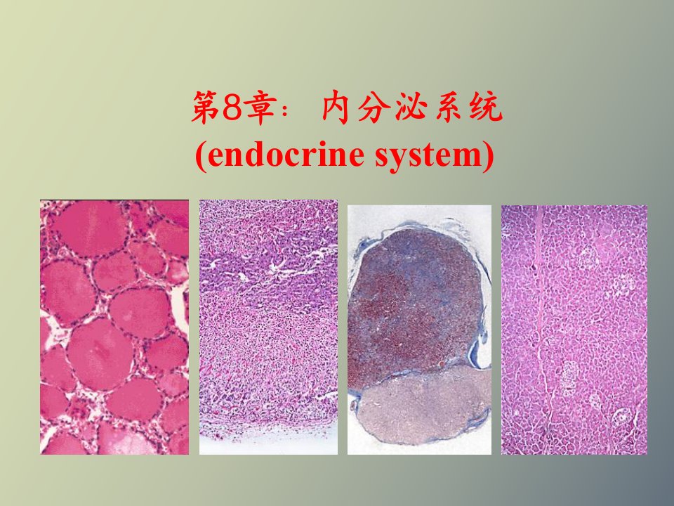 组织学与胚胎学第八章内分泌系统