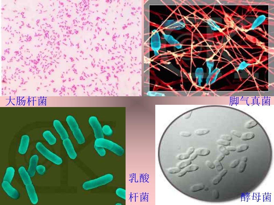 人教生物八年级上册课件第5单元第4章第一节细菌和真菌的分布2