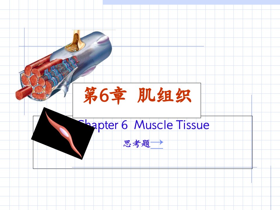 组织胚胎学肌组织