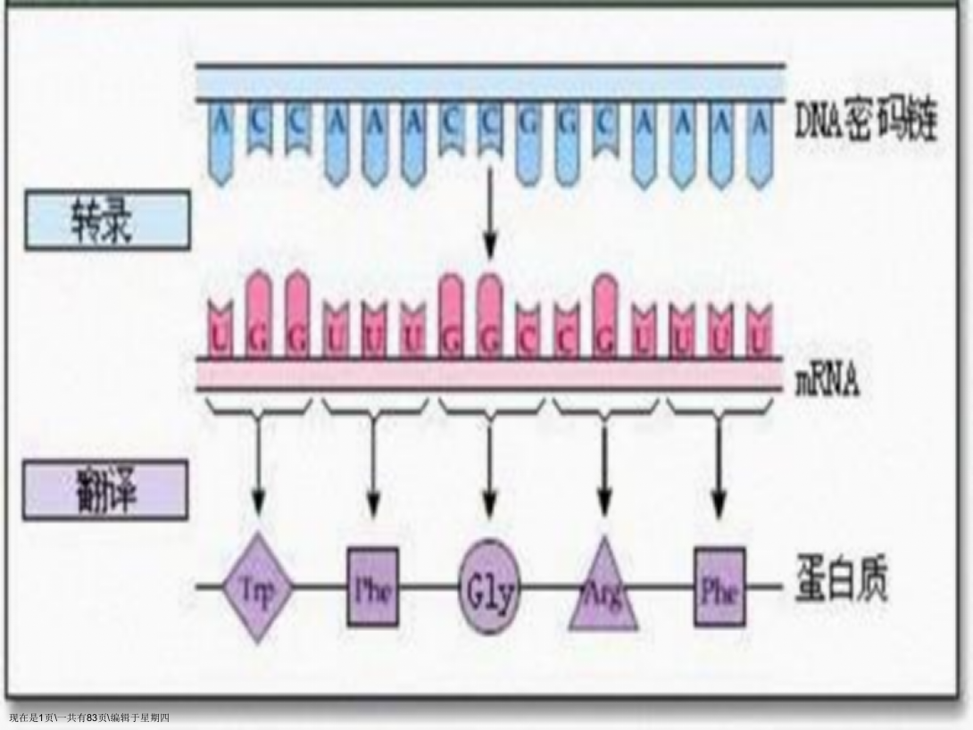 第九章蛋白质的生物合成