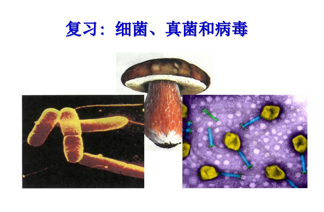 初二生物细菌、真菌和病毒复习精品中学ppt课件