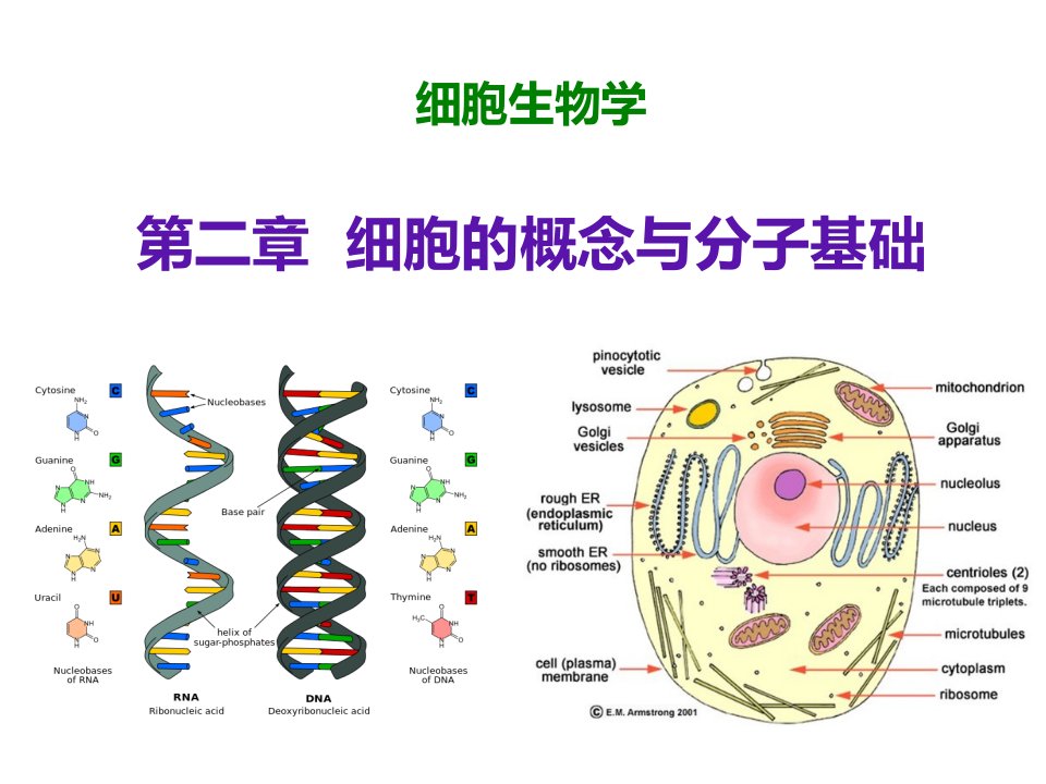 细胞生物学第二章细胞的概念与分子基础市公开课一等奖市赛课获奖课件