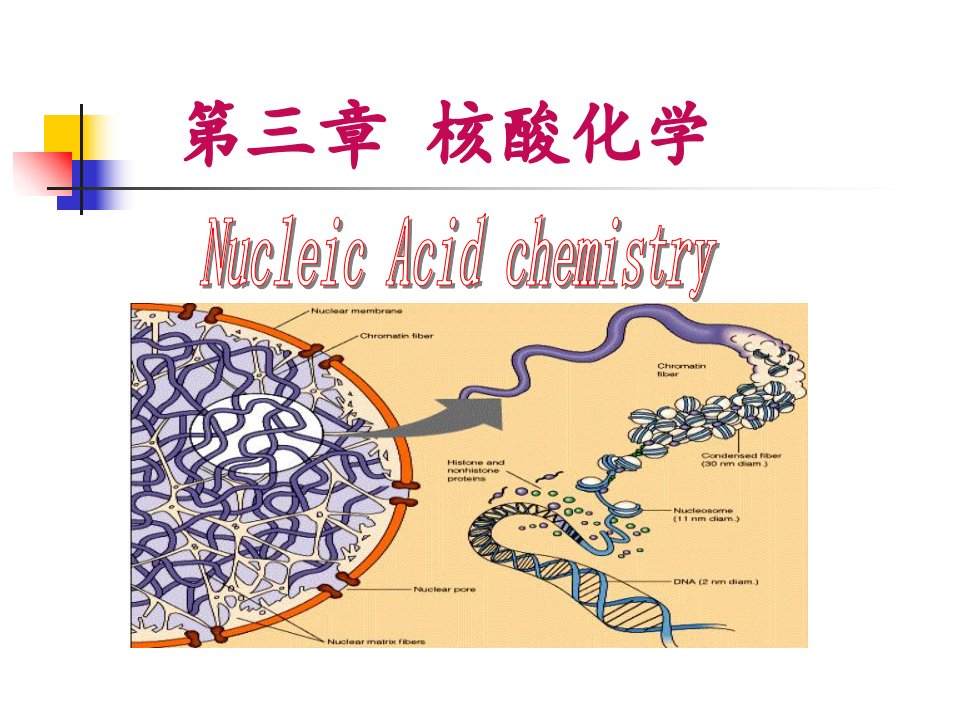 生物化学-第三章核酸化学