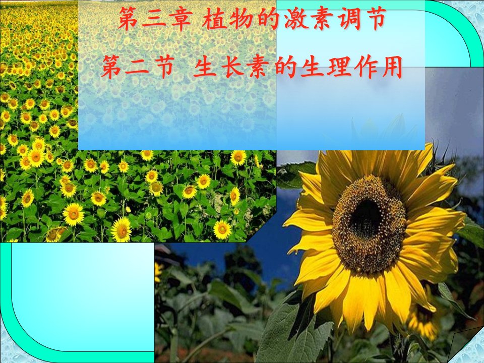 生长素的生理作用PPT